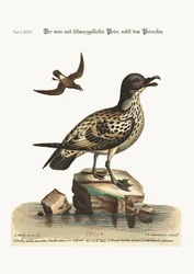 A fehér-fekete pettyes viharmadár és a kis viharmadár, 1749-73
